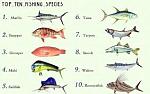 Best Fish Types