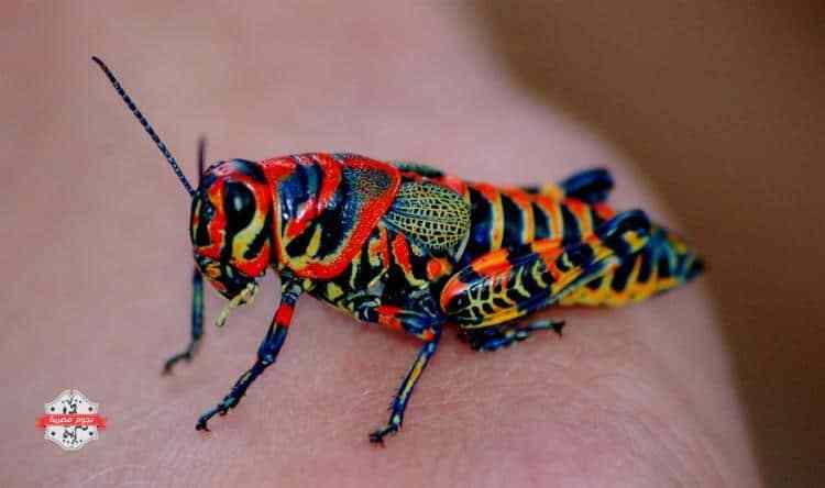 حشرة بالوان متعددة 