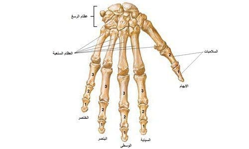 اختلاف الأصابع في يد الإنسان