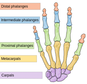 اختلاف الأصابع في يد الإنسان