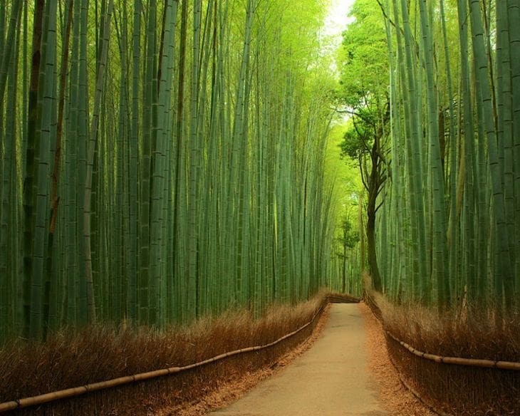 9-Bamboo-Forest-China